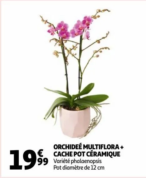 orchideé multiflora + cache pot céramique