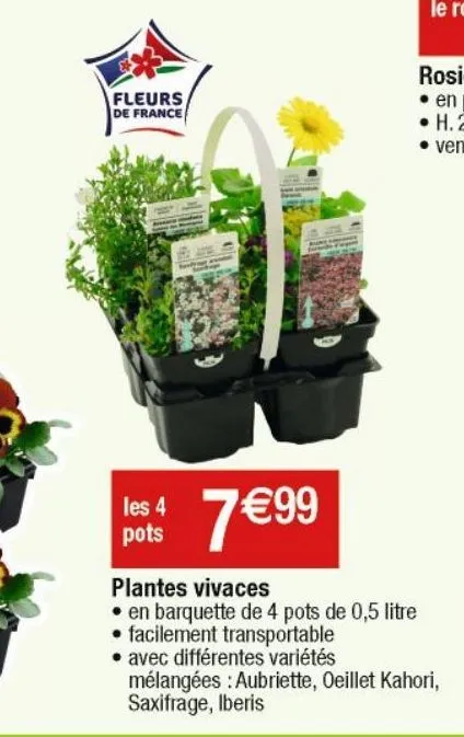 plantes vivaces