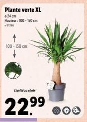 Plante verte XL  24 cm Hauteur: 100-150 cm SUSO  100-150 cm  L'unité au choix  22.⁹⁹  99  no 