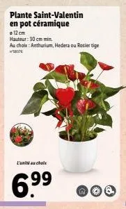 plante saint-valentin en pot céramique  12 cm hauteur: 30 cm min  au choix: anthurium, hedera ou rosier tige  l'unité au choix  6.9⁹⁹9⁹  ***  a 