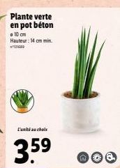 Plante verte en pot béton  o 10 cm Hauteur: 14 cm min.  L'unité au choix  3.59  nöd 