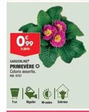 099  la plante  gardenline  primevere o coloris assortis. rm. 9787  regaller  - ext 