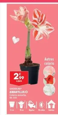 2,99  la plante  gardenline  amarylliso  coloris assortis. h: 0240  17cm 15m re- autres coloris 
