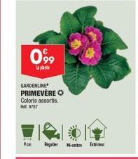 099  la plante  GARDENLINE  PRIMEVERE O Coloris assortis. RM. 9787  Regaller  - Ext 