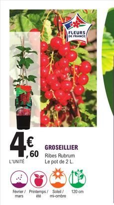 4.€  L'UNITÉ  GROSEILLIER  ,60 Ribes Rubrum Le pot de 2 L.  Février / Printemps/ Soleil/ 120 cm  mars  été mi-ombre  FLEURS DE FRANCE  