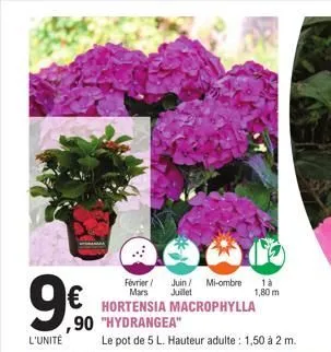 9⁰.90  9€  l'unité  février/ juin / mi-ombre mars juillet  hortensia macrophylla  ,90 "hydrangea"  le pot de 5 l. hauteur adulte : 1,50 à 2 m.  1à  1,80 m  