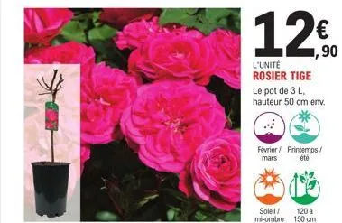 12€  ,90  l'unité rosier tige le pot de 3 l. hauteur 50 cm env.  février printemps/ mars été  soleil/ mi-ombre  120 à 150 cm 