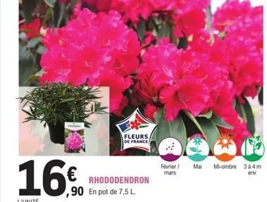 16€  fleurs de france  rhododendron ,90 en pot de 7,5 l.  février / mars  mai  mi-ombre 3 à 4 m env 