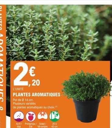 plantes aromatiques 