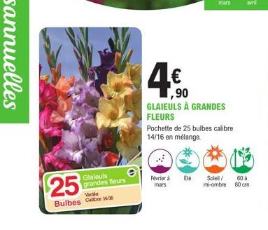 Glaieuls grandes fleurs  25  Varia  Bulbes C 1/35  ,90  GLAIEULS À GRANDES FLEURS  Février à mars  Pochette de 25 bulbes calibre 14/16 en mélange.  Été  Soleil/ 60 à mi-ombre 80 cm 