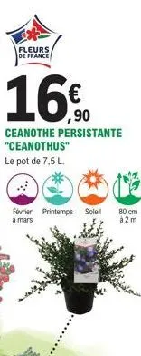 fleurs de france  ,90  ceanothe persistante "ceanothus" le pot de 7.5 l.  février printemps  à mars  soleil  80 cm à 2m 