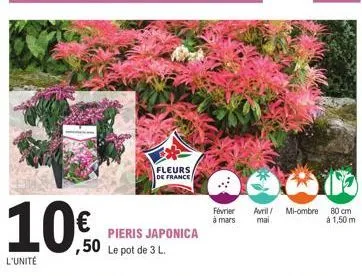 10€  l'unité  fleurs  de france  pieris japonica  ,50 le pot de 3 l.  février  à mars  avril/  mai  mi-ombre  80 cm  à 1,50 m 