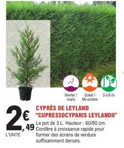 L'UNITÉ  AAF  Février/ Soleil/ 3a6m mars Mi-ombre  CYPRÈS DE LEYLAND "CUPRESSOCYPARIS LEYLANDII" Le pot de 3 L. Hauteur : 60/80 cm.  49 Conifère à croissance rapide pour  former des écrans de verdure 