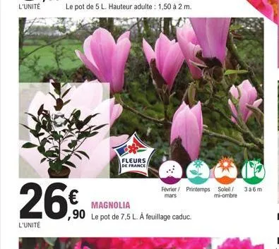 26€  l'unité  le pot de 5 l. hauteur adulte : 1,50 à 2 m.  fleurs  de france  magnolia  ,90 le pot de 7,5 l. a feuillage caduc  février printemps soleil/ 3a6m mars mi-ombre 