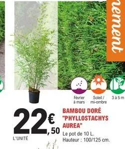 l'unit  ,50  février soleil/ à mars mi-ombre  bambou doré  "phyllostachys  aurea"  le pot de 10 l. hauteur : 100/125 cm.  3a5m 