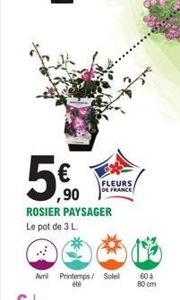 Auri  ,90  ROSIER PAYSAGER Le pot de 3 L.  FLEURS DE FRANCE  Printemps / Soleil été  60 à  80 cm 