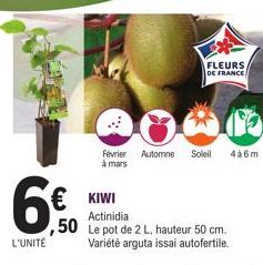 6€  L'UNITÉ  € KIWI  Février Automne Soleil 4a6m à mars  ,50 Lep  FLEURS  DE FRANCE  Actinidia  pot de 2 L, hauteur 50 cm. Variété arguta issai autofertile. 