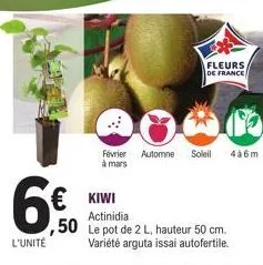 6€  l'unité  € kiwi  février automne soleil 4a6m à mars  ,50 lep  fleurs  de france  actinidia  pot de 2 l, hauteur 50 cm. variété arguta issai autofertile. 
