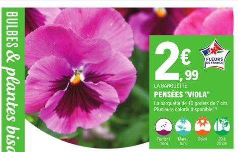 2€990  LA BARQUETTE  PENSÉES "VIOLA"  La barquette de 10 godets de 7 cm. Plusieurs coloris disponible."  Février/ Mars/ Sole avril  mars  FLEURS DE FRANCE  20 à 25 cm 