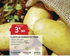 pommes de terre 