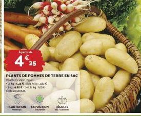 pommes de terre 