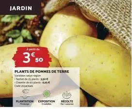 jardin  à partir de  3€ 50  plants de pommes de terre vangion  sachet de 25 plants 3,80 € clayette de plant6.95€ code 26340646  plantation exposition récolte  e  