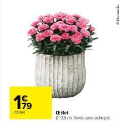 199  LICEBO  Œillet  0 10,5 cm. Vendu sans cache-pot.  Ⓒ Floramida 