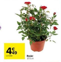 4.49  €  Le vos  Rosier  013 cm 