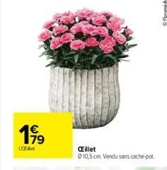 199  licebo  œillet  0 10,5 cm. vendu sans cache-pot.  ⓒ floramida 