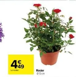 4.49  €  le vos  rosier  013 cm 