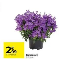 2.99  la campanulo  campanule 0105 cm. 