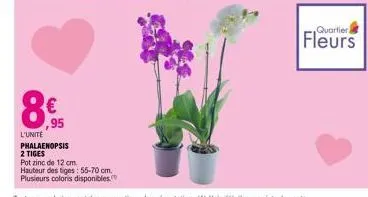 l'unité  phalaenopsis 2 tiges  pot zinc de 12 cm.  hauteur des tiges: 55-70 cm.  plusieurs coloris disponibles.  quartier. 
