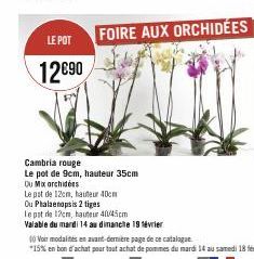 LE POT  12690  FOIRE AUX ORCHIDÉES  Cambria rouge Le pot de 9cm, hauteur 35cm  Ou Mix orchidées  Le pot de 12cm, hauteur 40cm  Ou Phalaenopsis 2 tiges  Le pst de 12cm, hauteur 40/45cm.  Valable du mar