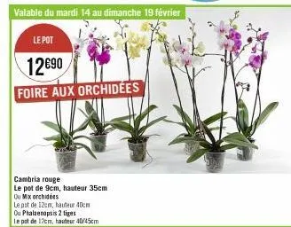 valable du mardi 14 au dimanche 19 février  le pot  12€90 foire aux orchidées  cambria rouge  le pot de 9cm, hauteur 35cm  ou mix orchidées  le pst de 12cm, hauteur 40cm  ou phalaenopsis 2 tiges  le p