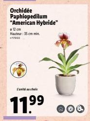 L'unii au choix  11.9⁹9⁹  Orchidée Paphiopedilum "American Hybride"  a 12 cm Hauteur: 35 cm min  1979103  noo 