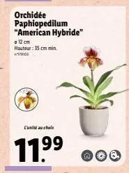 l'unii au choix  11.9⁹9⁹  orchidée paphiopedilum "american hybride"  a 12 cm hauteur: 35 cm min  1979103  noo 