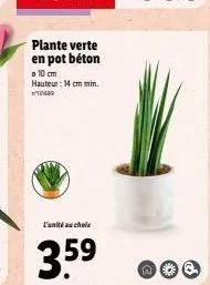 plante verte en pot béton  o 10 cm hauteur: 14 cm min.  l'unité au choix  3.59  nöd 