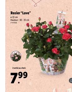 Rosier "Love"  22 cm Hauteur: 30-35 cm 147566  L'unité au chois  7.⁹⁹9 