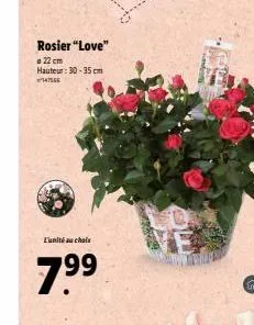 rosier "love"  22 cm hauteur: 30-35 cm 147566  l'unité au chois  7.⁹⁹9 