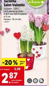 Jacinthe Saint-Valentin  La plante: 3,59 € Les 2 plantes au choix: 6,46 € soit 3,23 € la plante 12 cm Hauteur: 16 cm min. 177  -20%=  LA PLANTE 3.59  2.87  AU CHOIX  LA-PLANTE  w 