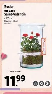 rosier en vase saint-valentin  17,5cm hauteur: 18 cm hd  l'unité au choix  11.⁹⁹  w  6. 