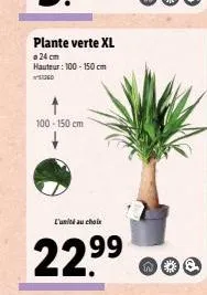 plante verte xl  24 cm hauteur: 100-150 cm suso  100-150 cm  l'unité au choix  22.⁹⁹  99  no 
