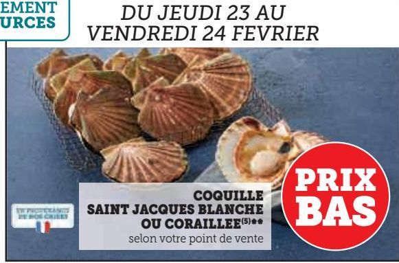 COQUILLE  SAINT JACQUES BLANCHE OU CORAILLEE
