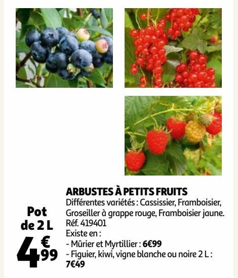 ARBUSTES À PETITS FRUITS