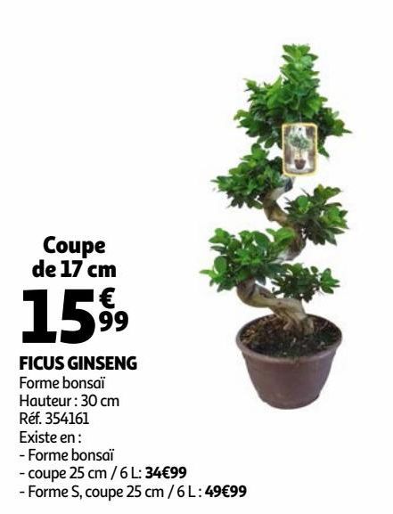 FICUS GINSENG