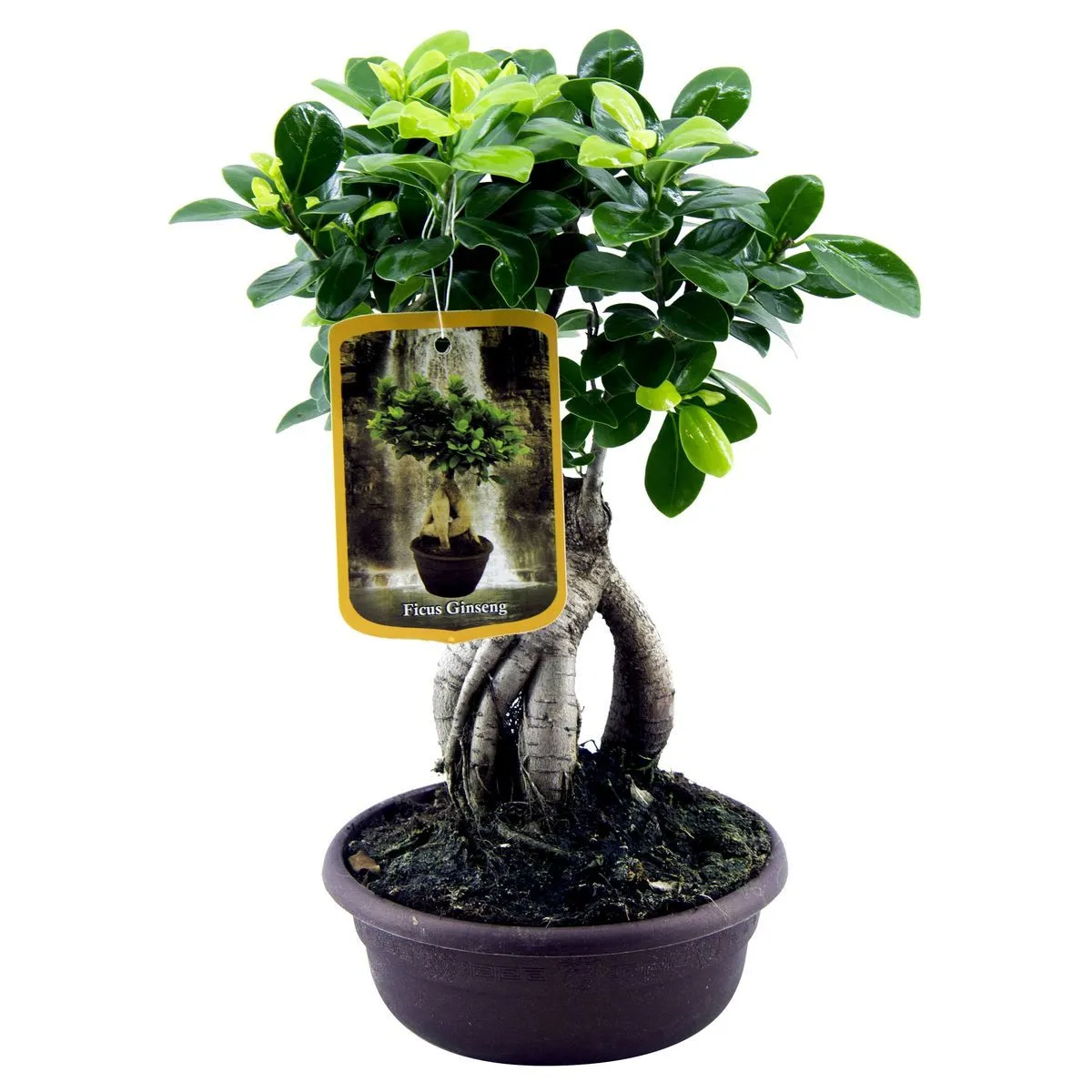 ficus ginseng