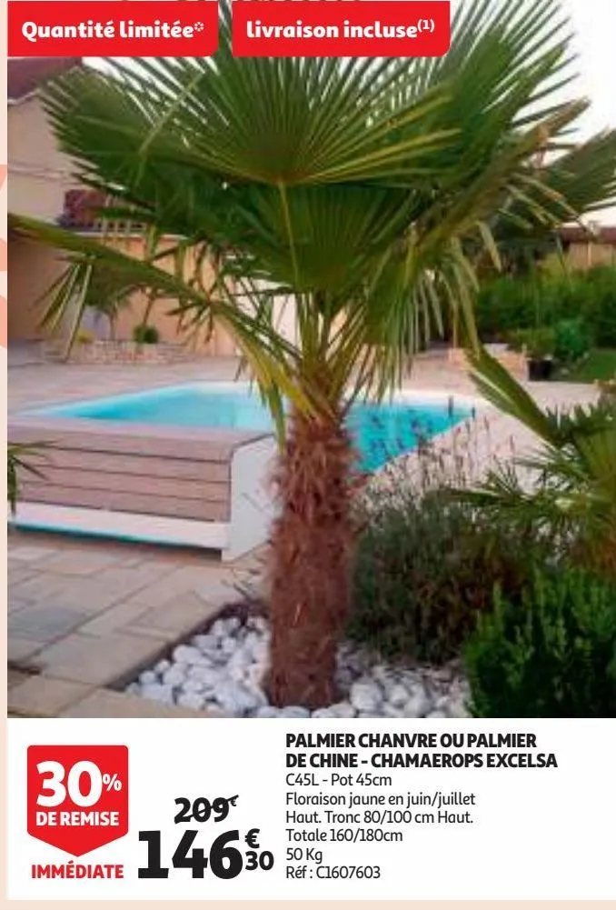 palmier chanvre ou palmier de chine - chamaerops excelsa