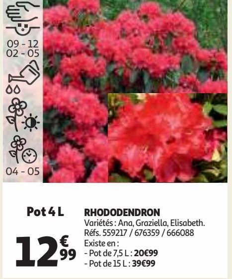 RHODODENDRON