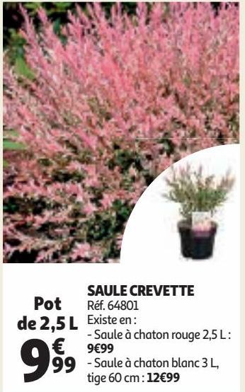 SAULE CREVETTE