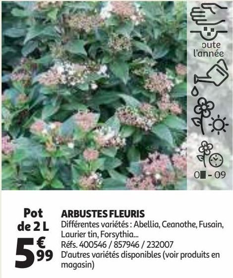 ARBUSTES FLEURIS